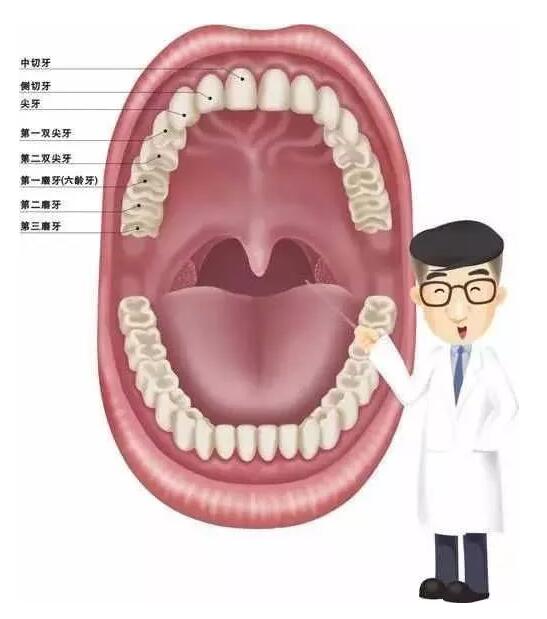 智齿,即第三磨牙,是我们嘴巴里最靠后的牙齿.